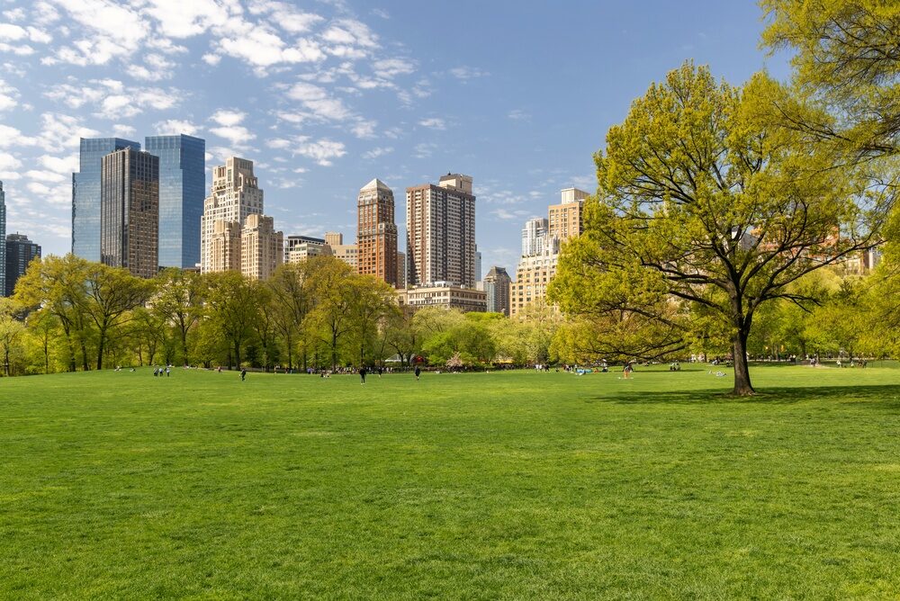 Alberi urbani: una strategia fondamentale contro il cambiamento climatico