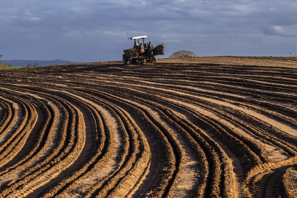 Kidda: La Birra Siciliana che Rivoluziona la Filiera Agricola