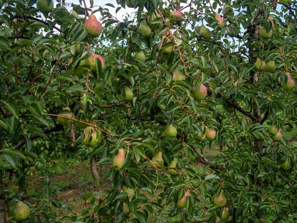 L’Accordo Italia-Ecuador: Nuove Opportunità per l’Export delle Pere Italiane
